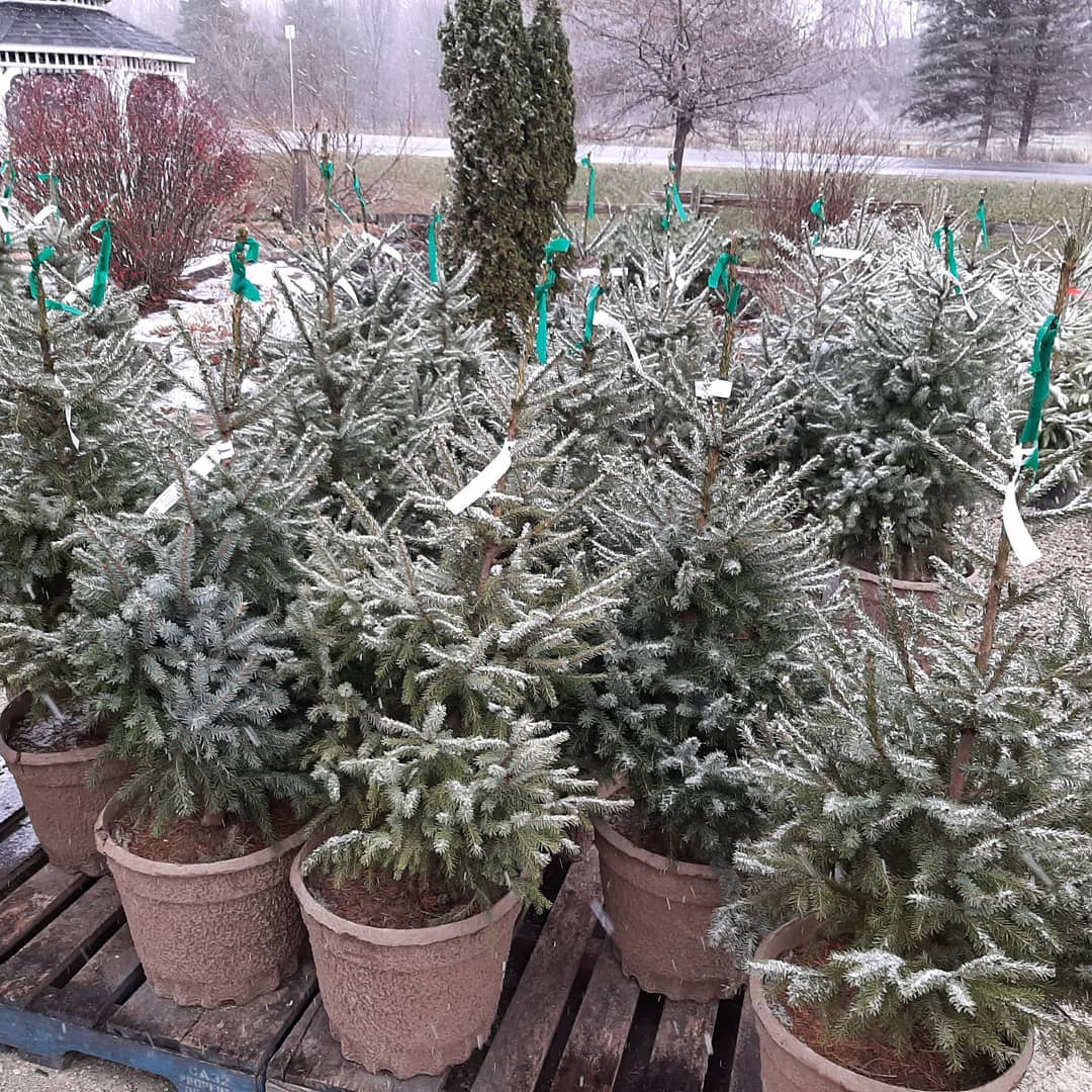Potted Christmas Trees in Owen Sound